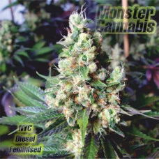 NYC Diesel feminised